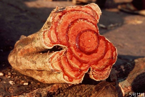 什么是雞血藤 雞血藤是什么