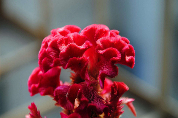 雞冠花是什么 雞冠花的作用 