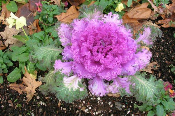 羽衣甘藍可以生吃嗎 羽衣甘藍能做蔬菜沙拉嗎