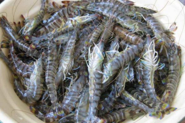 基圍蝦怎么做好吃 基圍蝦的簡單做法 基圍蝦怎么做好吃 基圍蝦的簡單做法