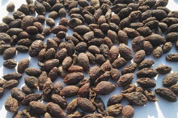 胖大?？梢蕴焯旌葐?胖大海隔夜還能喝嗎