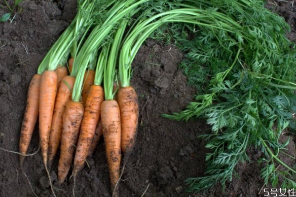 胡蘿卜和什么不能一起吃 胡蘿卜的做法大全 胡蘿卜和什么不能一起吃 胡蘿卜的做法大全