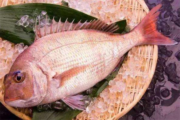 加吉魚的功效與作用 加吉魚的營養(yǎng)價(jià)值