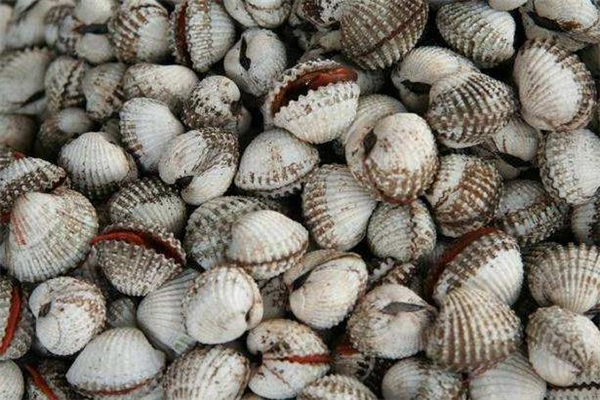 血蚶怎么保存 血蚶可以放過夜嗎 血蚶怎么保存 血蚶可以放過夜嗎