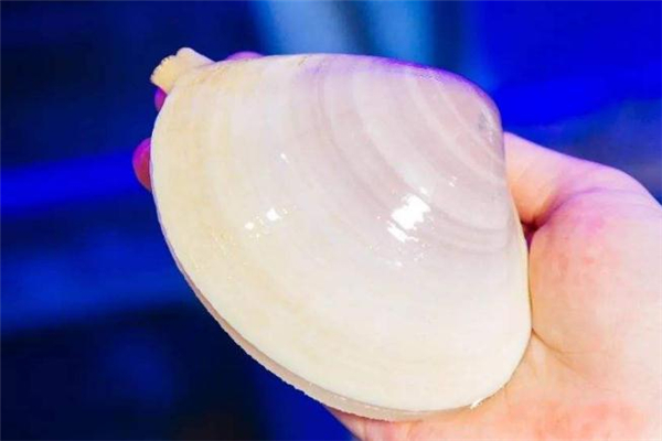 海蚌的做法 海蚌怎么做好吃 海蚌的做法 海蚌怎么做好吃