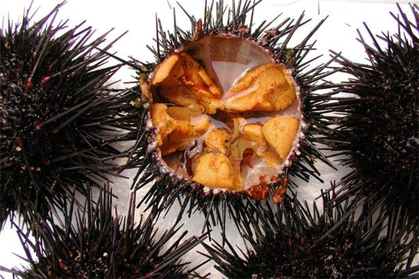 海膽沒(méi)有黃是為什么 海膽沒(méi)有黃能吃嗎 海膽沒(méi)有黃是為什么 海膽沒(méi)有黃能吃嗎