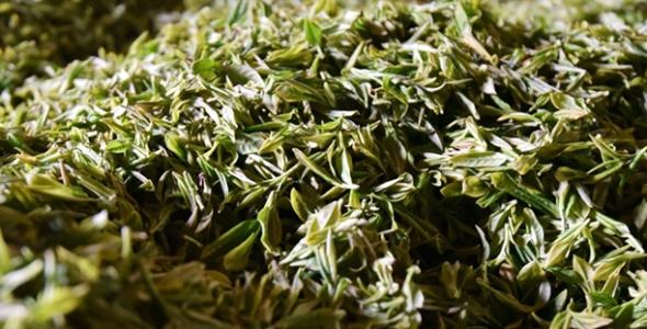 東白春芽的功效 東白春芽泡幾分鐘