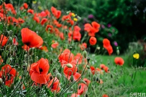 一個人過久了如何適應兩個人 單身時間長了就不會談戀愛了