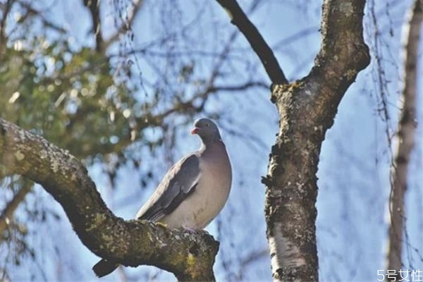 怎么放下老公出軌的事 如何面對(duì)老公出軌后的婚姻