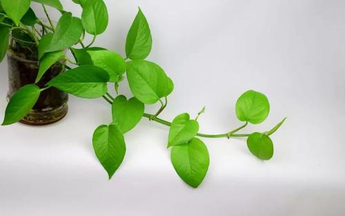 綠蘿多久澆一次水 綠蘿的施肥方法 綠蘿多久澆一次水 綠蘿的施肥方法