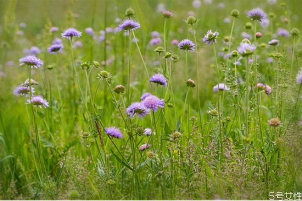 二婚女人相親應該問些什么 離異男女相親正確發(fā)展步驟