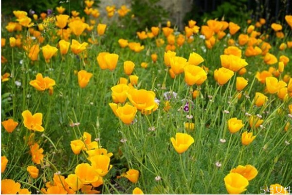 二婚女人相親應該問些什么 離異男女相親正確發(fā)展步驟