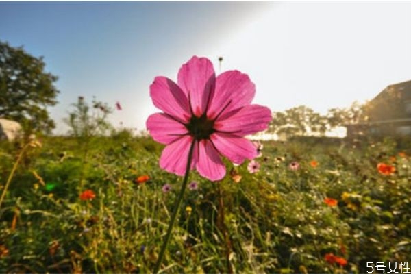 再婚的離婚率高嗎 再婚家庭注意事項(xiàng)