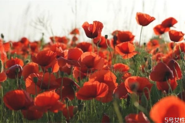 女人離婚后多久最難熬 女人離婚后最難熬的三個階段 女人離婚后多久最難熬 女人離婚后最難熬的三個階段