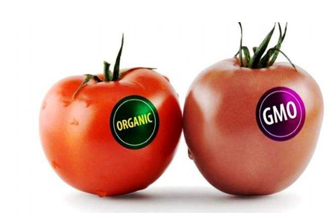 常見的轉(zhuǎn)基因食物有哪些 被誤認為轉(zhuǎn)基因的食物盤點 常見的轉(zhuǎn)基因食物有哪些 被誤認為轉(zhuǎn)基因的食物盤點