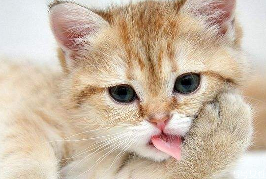 貓一到晚上就開始叫 怎么對付貓晚上叫 貓一到晚上就開始叫 怎么對付貓晚上叫