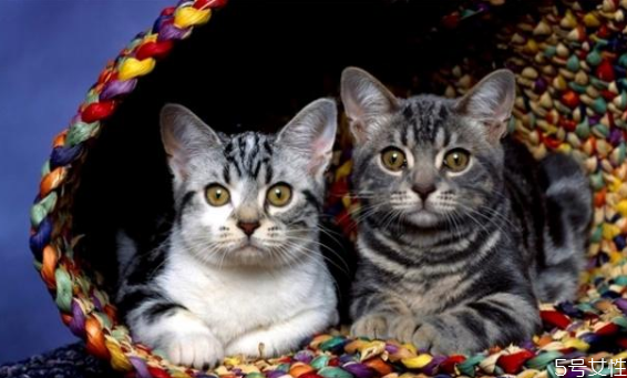 貓養(yǎng)兩只還是一只科學(xué) 養(yǎng)一公一母兩只貓注意事項 貓養(yǎng)兩只還是一只科學(xué) 養(yǎng)一公一母兩只貓注意事項