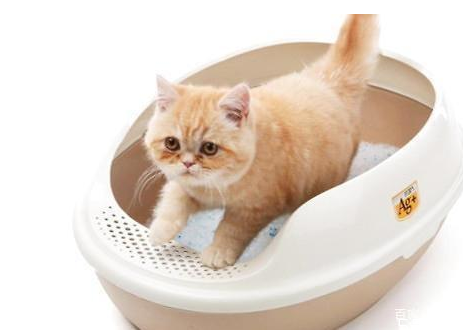 劣質貓砂對貓的危害 便宜好用的貓砂推薦