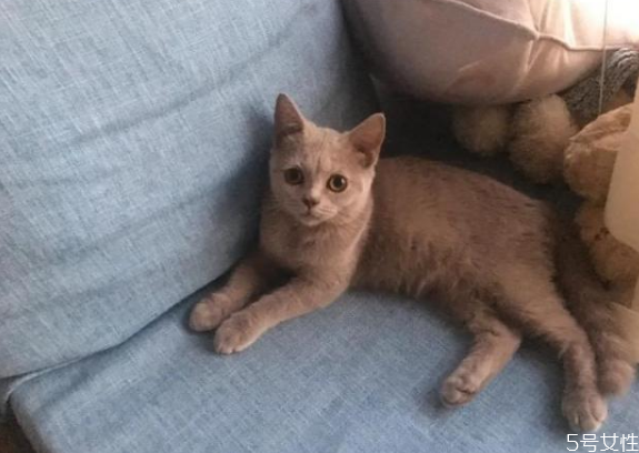 貓對主人的記憶有多久 貓咪換主人會難過嗎 貓對主人的記憶有多久 貓咪換主人會難過嗎