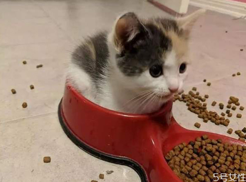 貓咪營養(yǎng)餐怎么做 貓咪營養(yǎng)餐如何搭配 貓咪營養(yǎng)餐怎么做 貓咪營養(yǎng)餐如何搭配