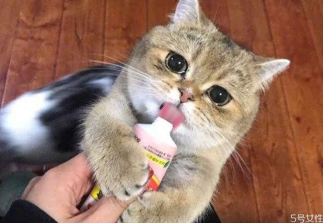 貓營養(yǎng)膏多久喂一次 貓營養(yǎng)膏吃多了會(huì)怎樣