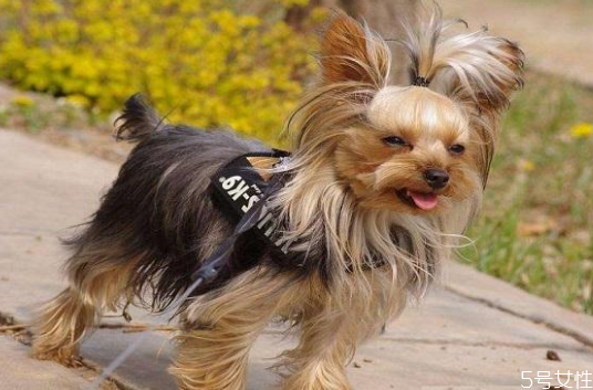 遛狗多長(zhǎng)時(shí)間最合適 早上先遛狗還是先喂食