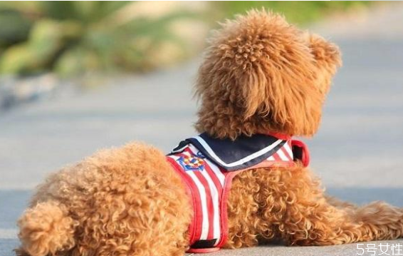 遛狗多長(zhǎng)時(shí)間最合適 早上先遛狗還是先喂食