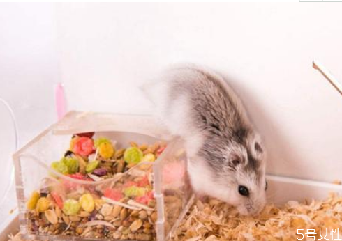 倉(cāng)鼠不想養(yǎng)了能放生嗎 不想養(yǎng)倉(cāng)鼠了怎么處理 倉(cāng)鼠不想養(yǎng)了能放生嗎 不想養(yǎng)倉(cāng)鼠了怎么處理