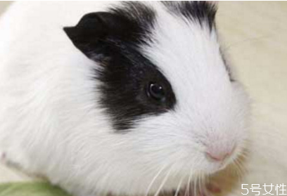 倉(cāng)鼠不想養(yǎng)了能放生嗎 不想養(yǎng)倉(cāng)鼠了怎么處理 倉(cāng)鼠不想養(yǎng)了能放生嗎 不想養(yǎng)倉(cāng)鼠了怎么處理