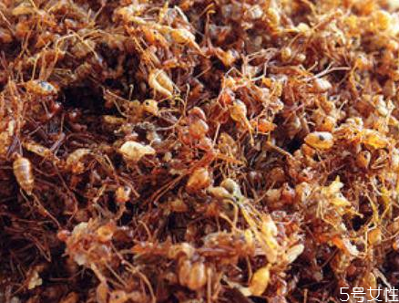 孕婦可以吃酸螞蟻嗎 酸螞蟻的吃法 孕婦可以吃酸螞蟻嗎 酸螞蟻的吃法