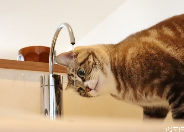 貓為什么不愛(ài)喝水 怎么引導(dǎo)貓咪多喝水