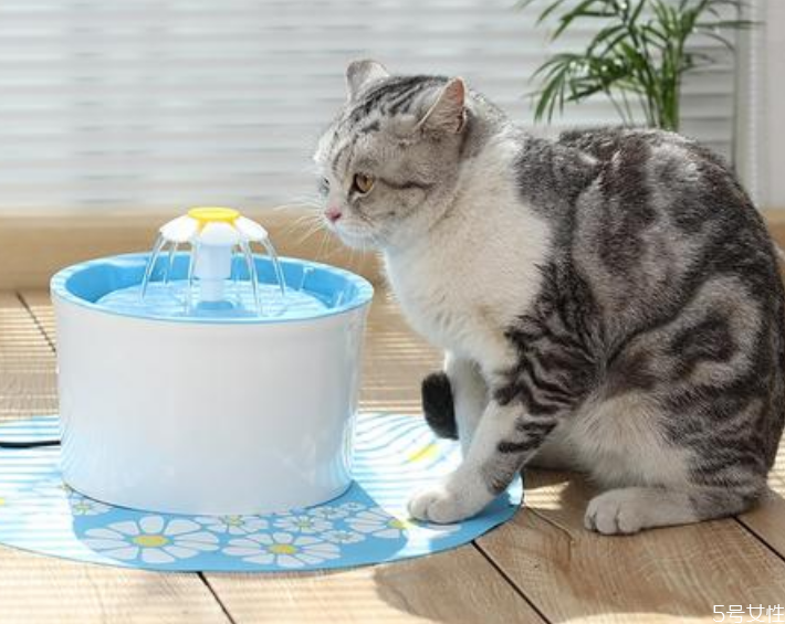貓為什么不愛(ài)喝水 怎么引導(dǎo)貓咪多喝水
