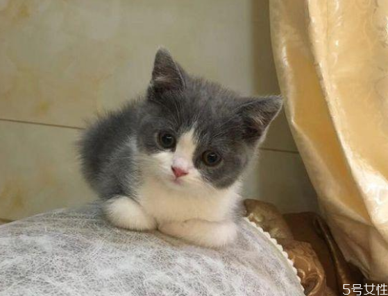 貓為什么會發(fā)出咕咕的聲音 幼貓老是發(fā)出馬達聲 貓為什么會發(fā)出咕咕的聲音 幼貓老是發(fā)出馬達聲