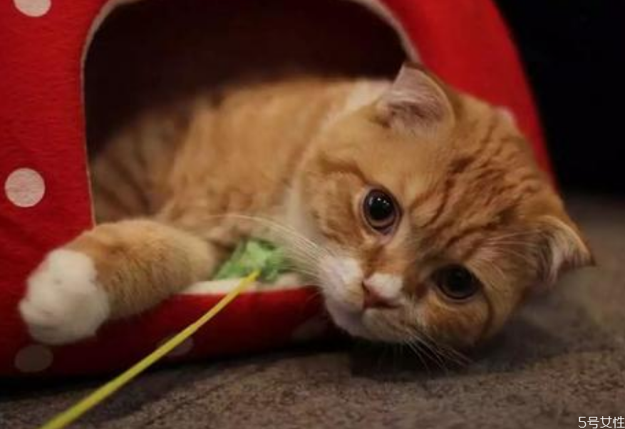 貓為什么會發(fā)出咕咕的聲音 幼貓老是發(fā)出馬達聲 貓為什么會發(fā)出咕咕的聲音 幼貓老是發(fā)出馬達聲