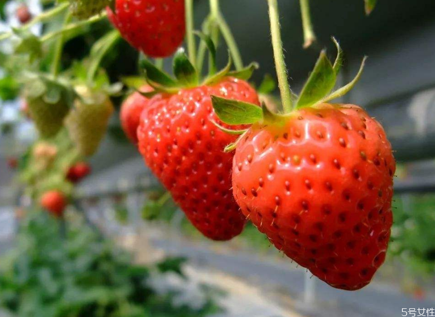 奶油草莓一年結(jié)幾次果 奶油草莓結(jié)果時(shí)間 奶油草莓一年結(jié)幾次果 奶油草莓結(jié)果時(shí)間