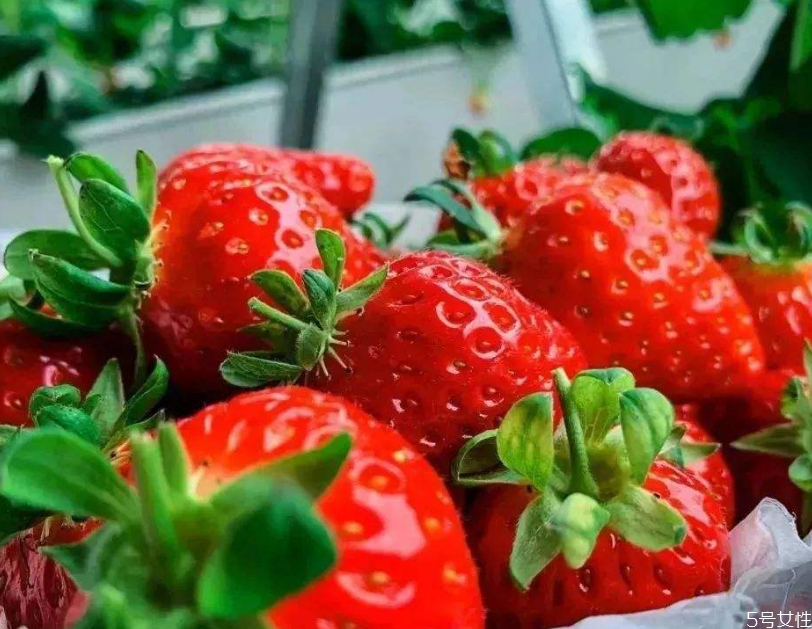 奶油草莓一年結(jié)幾次果 奶油草莓結(jié)果時(shí)間 奶油草莓一年結(jié)幾次果 奶油草莓結(jié)果時(shí)間