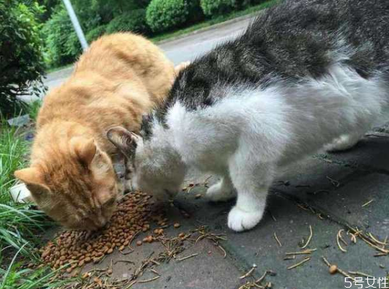 流浪貓冬天怎么過冬 怎么幫助流浪貓過冬 流浪貓冬天怎么過冬 怎么幫助流浪貓過冬
