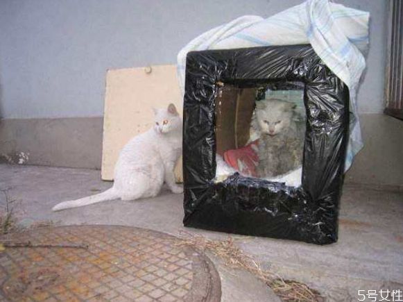 流浪貓冬天怎么過冬 怎么幫助流浪貓過冬 流浪貓冬天怎么過冬 怎么幫助流浪貓過冬