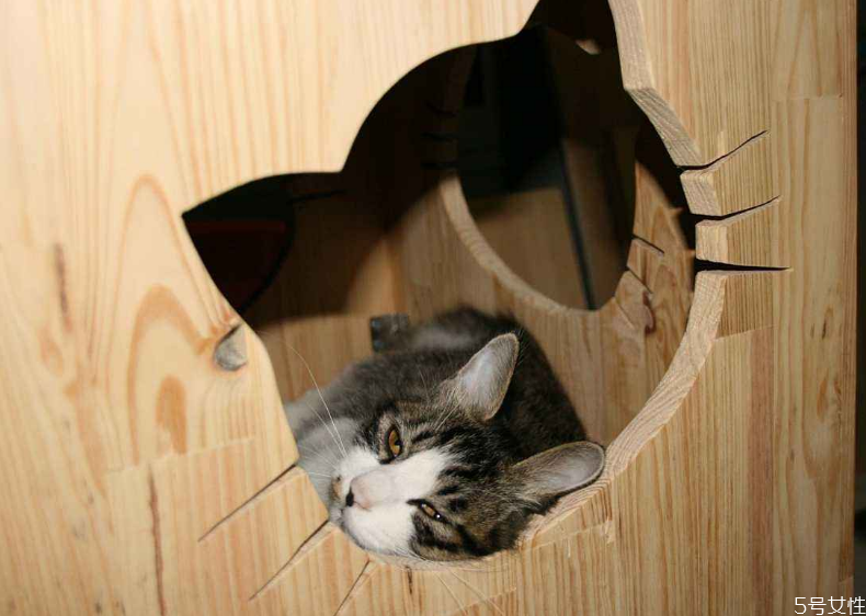 做了貓窩流浪貓會住嗎 如何讓流浪貓進(jìn)窩 做了貓窩流浪貓會住嗎 如何讓流浪貓進(jìn)窩