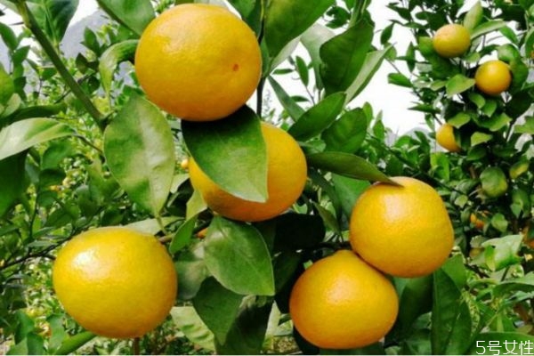 皇帝柑有沒有籽 皇帝柑上火還是降火 皇帝柑有沒有籽 皇帝柑上火還是降火