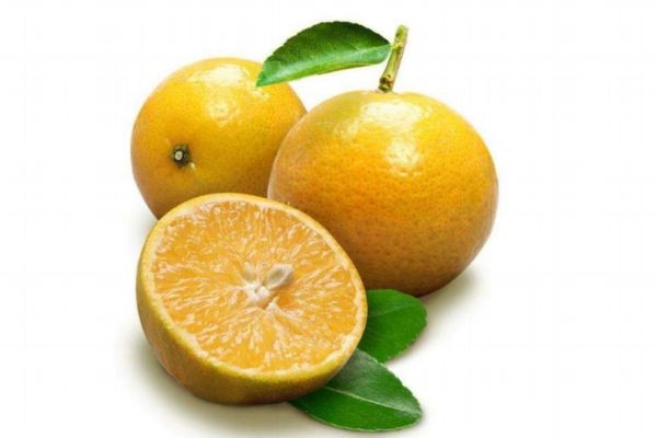 皇帝柑大的好還是小的好 皇帝柑酸的還是甜的 皇帝柑大的好還是小的好 皇帝柑酸的還是甜的