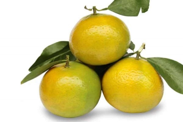 皇帝柑大的好還是小的好 皇帝柑酸的還是甜的 皇帝柑大的好還是小的好 皇帝柑酸的還是甜的