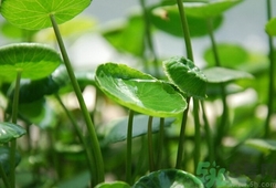 積雪草是什么?積雪草的功效與作用 積雪草是什么?積雪草的功效與作用