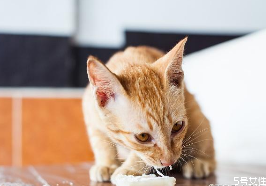 貓咪一直不停的吃不夠 貓咪為什么不停吃東西 貓咪一直不停的吃不夠 貓咪為什么不停吃東西
