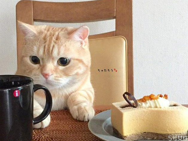 三個月小貓一天吃多少貓糧 幼貓糧30g是多少粒 三個月小貓一天吃多少貓糧 幼貓糧30g是多少粒