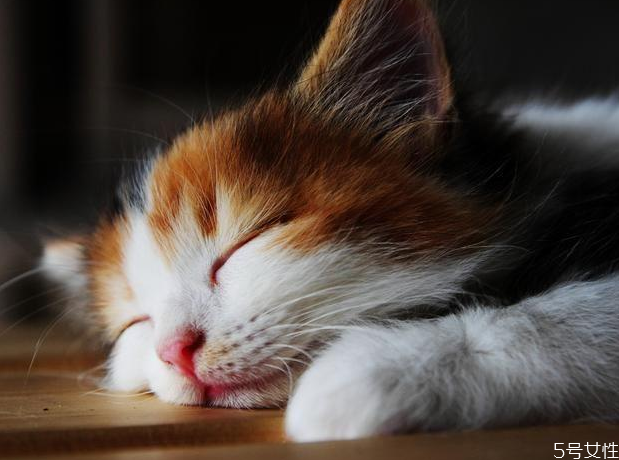 貓咪假孕多久消退 貓假懷孕怎么辦 貓咪假孕多久消退 貓假懷孕怎么辦