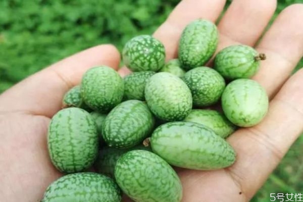 拇指西瓜是什么味道的 拇指西瓜的功效與作用 拇指西瓜是什么味道的 拇指西瓜的功效與作用