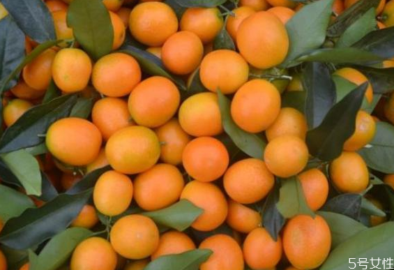 金錢(qián)橘一天可以吃幾個(gè) 金錢(qián)橘上火還是降火 金錢(qián)橘一天可以吃幾個(gè) 金錢(qián)橘上火還是降火