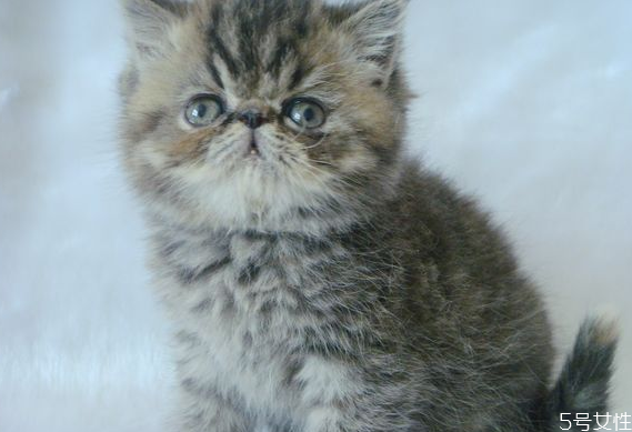 貓?zhí)\會自愈嗎 貓?zhí)\多久能治好