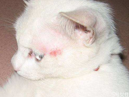 貓?zhí)\是怎么造成的 貓?jiān)谑裁辞闆r容易得貓?zhí)\ 貓?zhí)\是怎么造成的 貓?jiān)谑裁辞闆r容易得貓?zhí)\